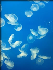 スカイツリー☆