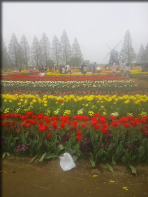 チューリップ祭り