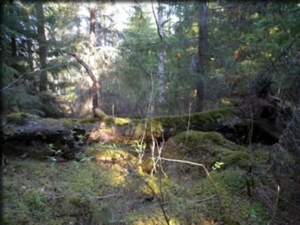 木漏れ日が射し込む森