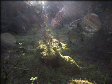 木漏れ日が射し込む森-2