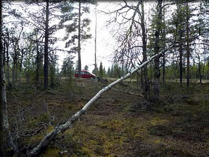森からみたKaisaの車