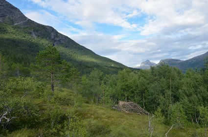 The Pupa Stage TiM̂Ƃ