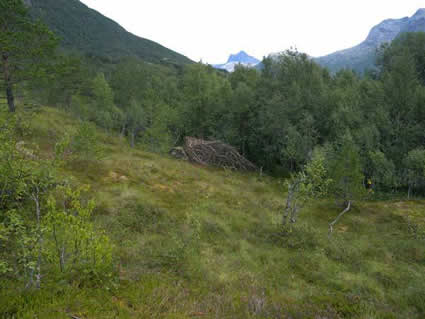 The Pupa Stage TiM̂Ƃ