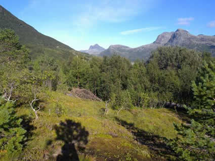 The Pupa Stage TiM̂Ƃ