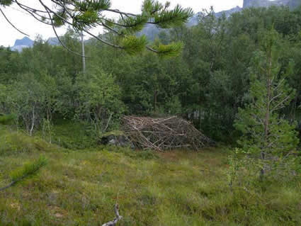 The Pupa Stage TiM̂Ƃ