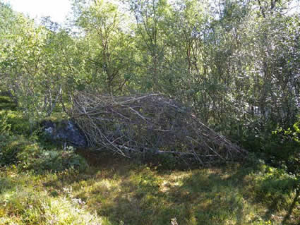 The Pupa Stage TiM̂Ƃ