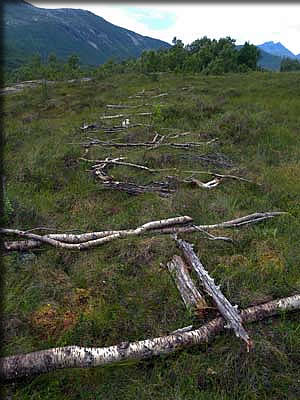 今はただの枝・・