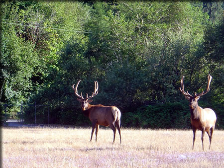 エルク(ヘラジカ)