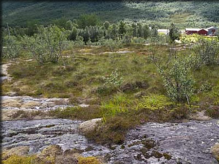 丘の上から道路(家のあるあたり)を見下ろす