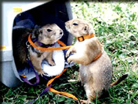 プレーリードッグ