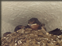 まめしば家のつばめ１