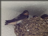 まめしば家のつばめ２