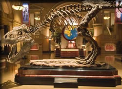 ナイトミュージアム