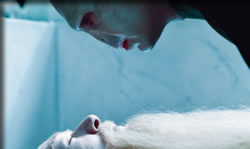 ハリー・ポッターと死の秘宝