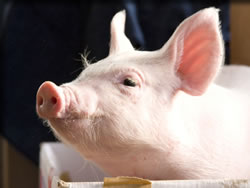 ブタがいた教室