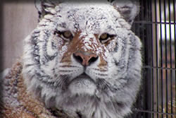 旭山動物園物語