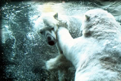 旭山動物園物語