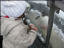 いただきマンモス⇒北海道!