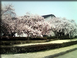 博物館の小彼岸桜