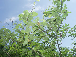 マカッサルの夕陽