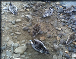 おいしそうなカモ