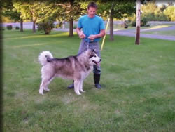 犬のブリーダー