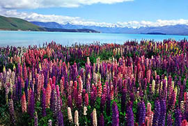 ルピナスの群生