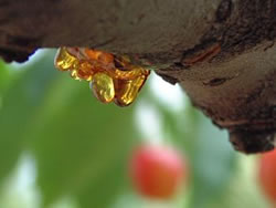 色づく桜の樹液