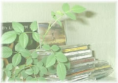 photo：癒しのgreen