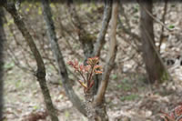 クリックで拡大！