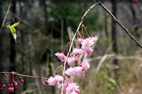 クリックで拡大！