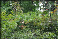 クリックで拡大！