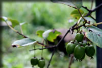 クリックで拡大！