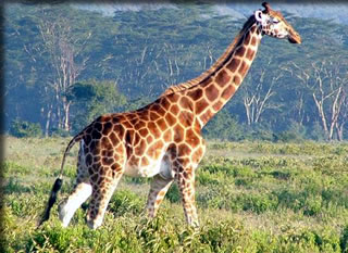 キリンの首はなぜ長い