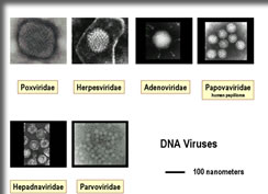 「盲目の時計職人」