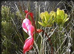 ヘリアンフォラ　ヌタンス