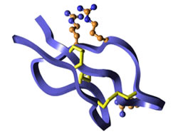 抗菌ペプチドの構造模型