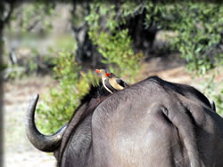 アフリカウシツツキ