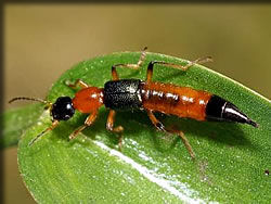 アリガタハネカクシ