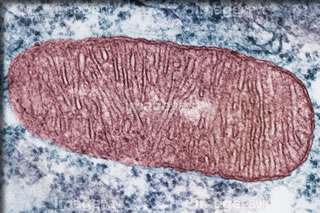 ミトコンドリア