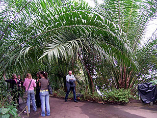 実在する巨大な草