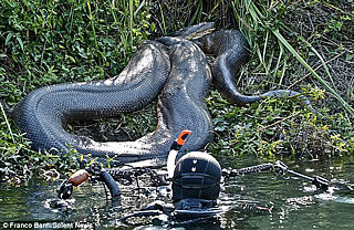 実在する巨大アナコンダ