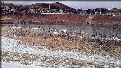 白鳥を見ながら・・