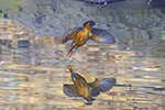 クリックで拡大！