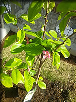 �J�����̖�