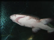 クリックで拡大！